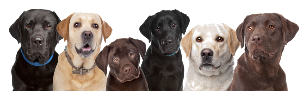 cani labrador